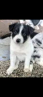 Border Collie female #2, a female Border Collie for sale in Pierceton, IN – 5 of 5