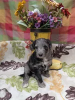 Border Doodle male #2, a male Bordoodle for sale in Pierceton, IN – 5 of 8