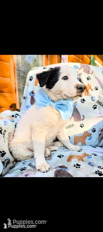 Border Collie male #3 – Border Collie puppy for sale in Pierceton, IN