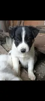 Border Collie female #2, a female Border Collie for sale in Pierceton, IN – 2 of 5