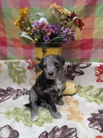Border Doodle male #2, a male Bordoodle for sale in Pierceton, IN – 8 of 8