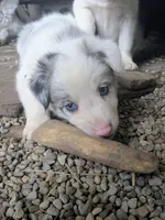 Border Collie female #1, a female Border Collie for sale in Pierceton, IN – 3 of 10
