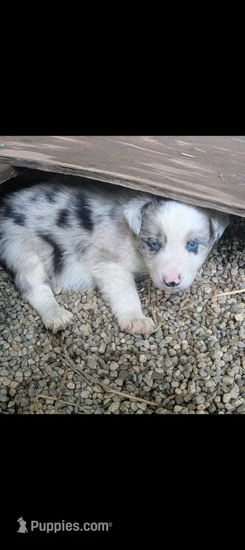 Border Collie male #1 – Border Collie puppy for sale in Pierceton, IN