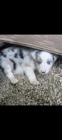 Border Collie male #1, a male Border Collie for sale in Pierceton, IN – 1 of 5