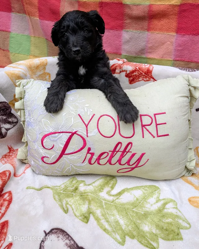 Border Doodle female #2 – Bordoodle puppy for sale in Pierceton, IN