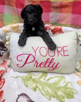 Border Doodle female #2, a female Bordoodle for sale in Pierceton, IN – 1 of 3