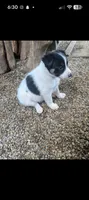 Border Collie female #2, a female Border Collie for sale in Pierceton, IN – 4 of 5