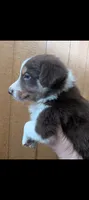 Border Collie male #2, a male Border Collie for sale in Pierceton, IN – 8 of 8