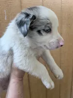 Border Collie female #1, a female Border Collie for sale in Pierceton, IN – 4 of 10