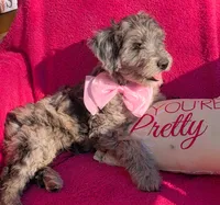 Border Doodle Female, a female Bordoodle for sale in Pierceton, IN – 8 of 10