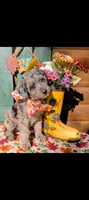 Border Doodle Female, a female Bordoodle for sale in Pierceton, IN – 2 of 10
