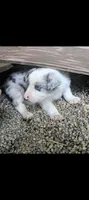 Border Collie male #1, a male Border Collie for sale in Pierceton, IN – 5 of 5
