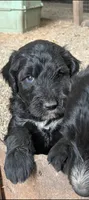 Border Doodle male #4, a male Bordoodle for sale in Pierceton, IN – 2 of 5