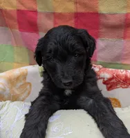 Border Doodle female #2, a female Bordoodle for sale in Pierceton, IN – 3 of 3