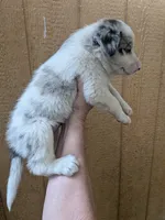 Border Collie female #1, a female Border Collie for sale in Pierceton, IN – 7 of 10