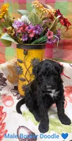Border Doodle male #4, a male Bordoodle for sale in Pierceton, IN – 3 of 5