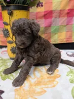 Border Doodle female #1, a female Bordoodle for sale in Pierceton, IN – 2 of 3