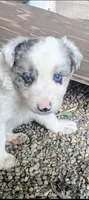 Border Collie male #1, a male Border Collie for sale in Pierceton, IN – 4 of 5