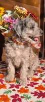 Border Doodle Female, a female Bordoodle for sale in Pierceton, IN – 9 of 10