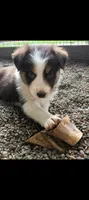 Border Collie male #2, a male Border Collie for sale in Pierceton, IN – 6 of 8