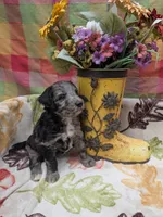 Border Doodle male #2, a male Bordoodle for sale in Pierceton, IN – 1 of 8