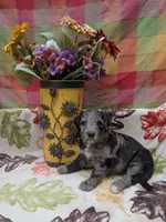 Border Doodle male #2, a male Bordoodle for sale in Pierceton, IN – 4 of 8