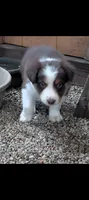 Border Collie male #2, a male Border Collie for sale in Pierceton, IN – 5 of 8