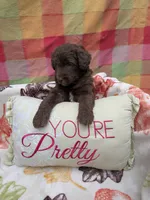 Border Doodle female #1, a female Bordoodle for sale in Pierceton, IN – 3 of 3
