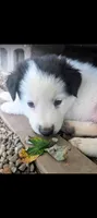 Border Collie male #3, a male Border Collie for sale in Pierceton, IN – 3 of 5