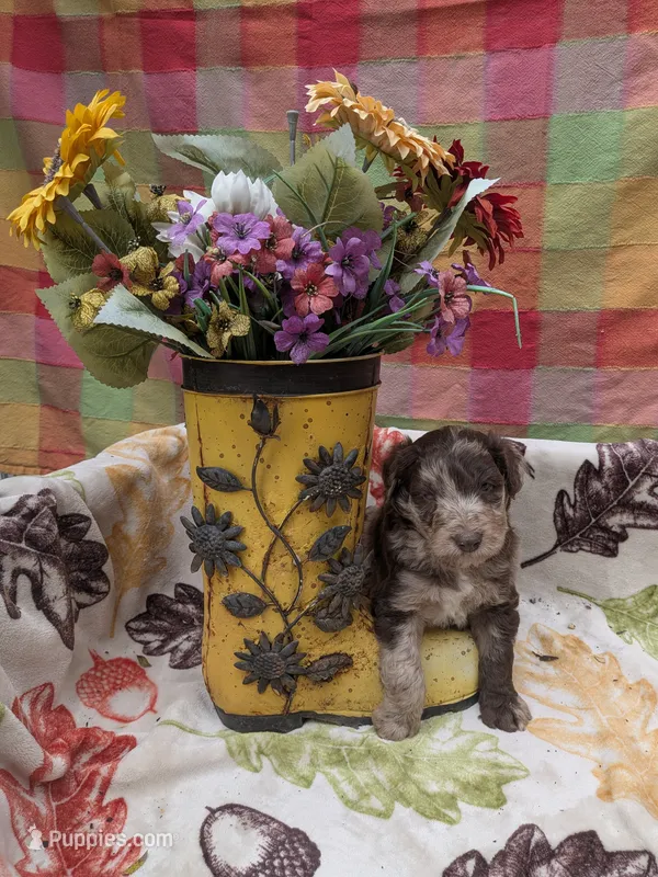 Border Doodle male #1 – Bordoodle puppy for sale in Pierceton, IN