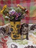 Border Doodle male #1, a male Bordoodle for sale in Pierceton, IN – 1 of 8
