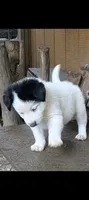 Border Collie male #3, a male Border Collie for sale in Pierceton, IN – 5 of 5
