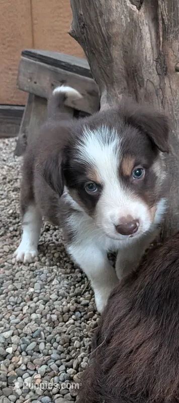 Border Collie male #2 – Border Collie puppy for sale in Pierceton, IN