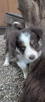 Border Collie male #2, a male Border Collie for sale in Pierceton, IN – 1 of 8