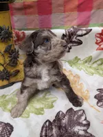 Border Doodle male #1, a male Bordoodle for sale in Pierceton, IN – 8 of 8