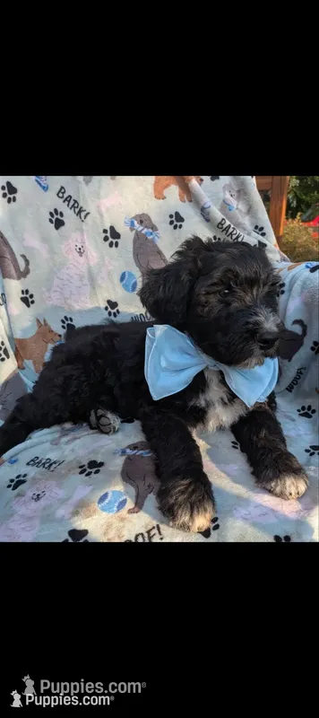 Border Doodle male #3 – Bordoodle puppy for sale in Pierceton, IN