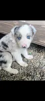 Border Collie male #1, a male Border Collie for sale in Pierceton, IN – 2 of 5