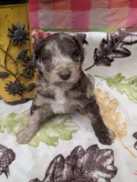 Border Doodle male #1, a male Bordoodle for sale in Pierceton, IN – 4 of 8