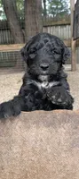 Border Doodle male #4, a male Bordoodle for sale in Pierceton, IN – 5 of 5