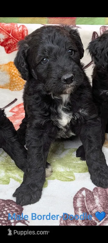 Border Doodle male #4 – Bordoodle puppy for sale in Pierceton, IN