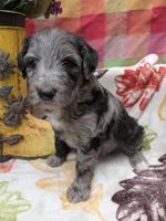 Border Doodle male #2, a male Bordoodle for sale in Pierceton, IN – 3 of 8