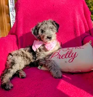 Border Doodle Female, a female Bordoodle for sale in Pierceton, IN – 3 of 10