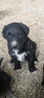 Border Doodle male #3, a male Bordoodle for sale in Pierceton, IN – 2 of 3