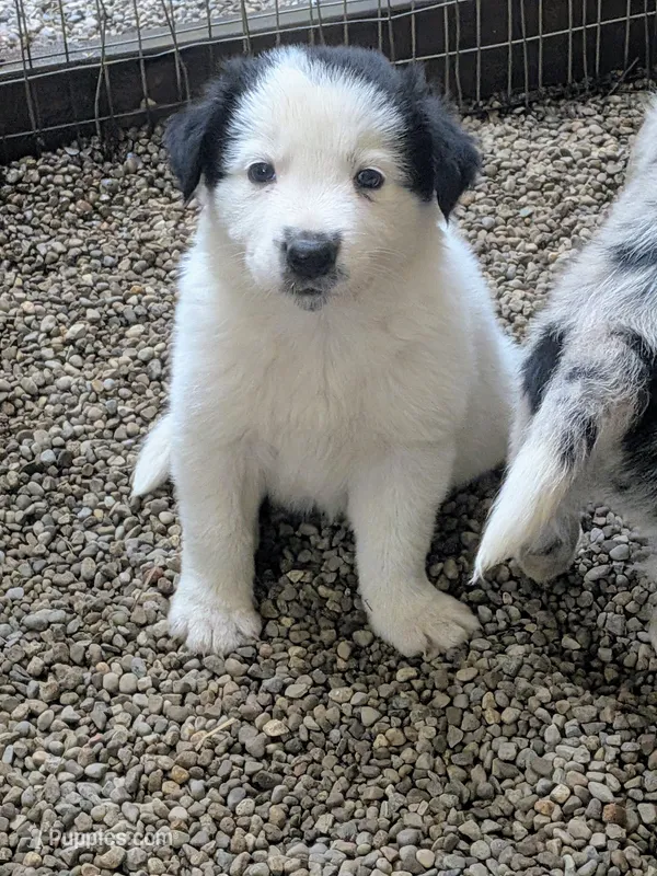 Border Collie male #3 – Border Collie puppy for sale in Pierceton, IN