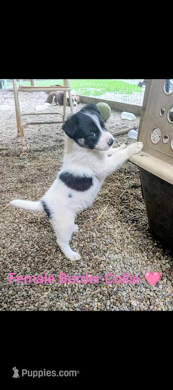 Border Collie female #2 – Border Collie puppy for sale in Pierceton, IN