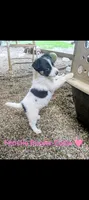 Border Collie female #2, a female Border Collie for sale in Pierceton, IN – 1 of 5