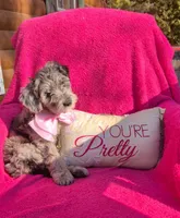 Border Doodle Female, a female Bordoodle for sale in Pierceton, IN – 1 of 10