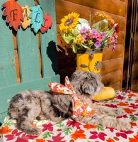 Border Doodle Female, a female Bordoodle for sale in Pierceton, IN – 7 of 10