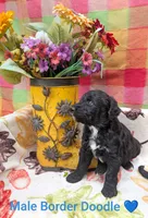 Border Doodle male #5, a male Bordoodle for sale in Pierceton, IN – 1 of 3