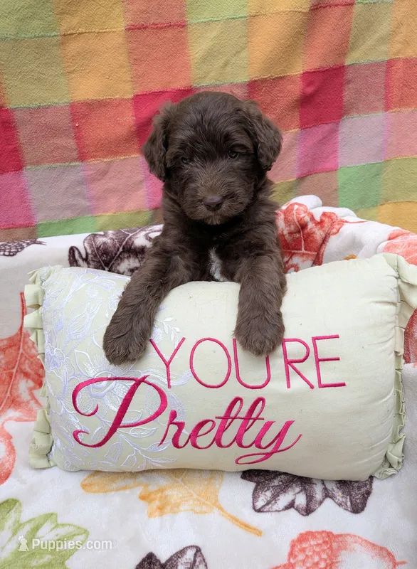 Border Doodle female #1 – Bordoodle puppy for sale in Pierceton, IN